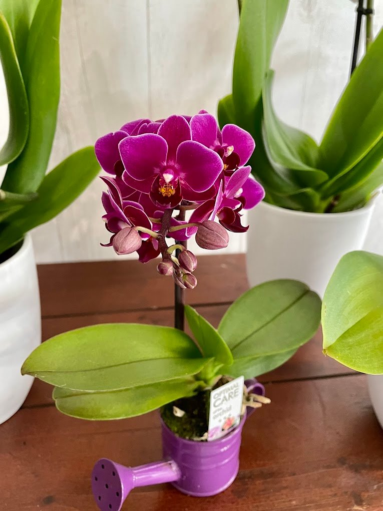 Plantes et orchidées